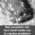 Sea cucumber