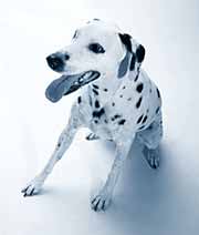 102 Dalmatians