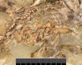 fossil-pregnant-fish1