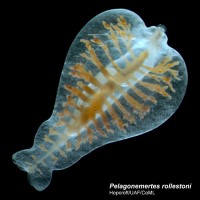 Intelligent Design Awards #516: nemertean pelagonemertes rollestoni. God explains, "One day I says to myself, I says, 'What would happen if I took a spinal cord here, encased it in floating jelly, armed it with a coiled-up, dart-tipped tongue that shoots out of the spinal cord and harpoons its prey? Can you imagine the horror that the prey must feel after it's been harpooned? I'd Put H. P. Lovecraft Out Of Business, That's What!' So I did it. End of Story."