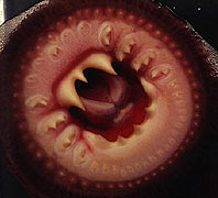 Intelligent Design Awards: The Lamprey. God Explains, "I Always Say, A Picture Tells A Thousand Nightmares. Just Look At This Baby's Jawless Mouth--Looks Like A Viet Cong Bamboo Trap Designed By Bosch, Don't It? Yeah, Well, That's My Design, Not Bosch's. And Then There's The Tongue, Which A Terrified Secular-Humanist Described As, 'A piston-like tongue that can rasp into the body wall of their prey.' You Don't Mess With Perfection, Which Is Why I Haven't Evolved The Lamprey In 450 Million Years. You Think You're So Smart, Let's See What You Look Like In 450 Million Years. Believe Me, You Don't Wanna Know."