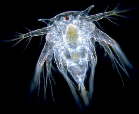 nauplius-450x368.jpg