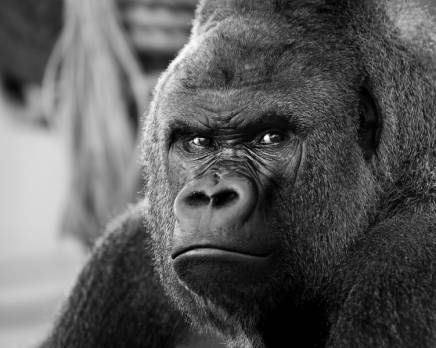 angry ape face