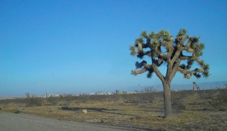 Dr Pepper Snapple Joshua Tree View