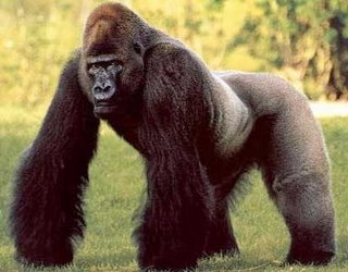 silverback_gorilla