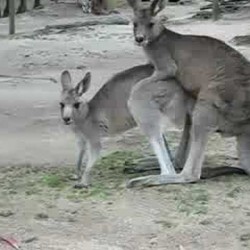 kangaroos-fucking11