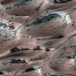 NASA's Mars Conspiracy? Are These Tree-like Patterns Made Out of Sand, Or Are They Really Real Trees They Don't Want You To Know About?