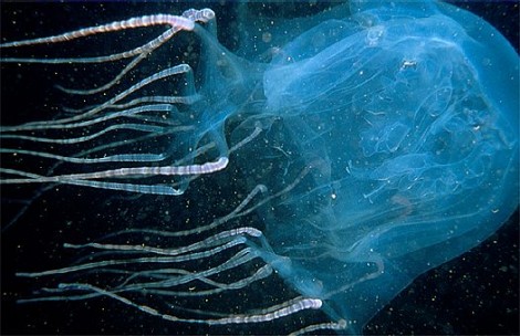 box jellyfish exiledonline
