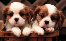 cute-puppies