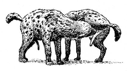 hyena clitoris1
