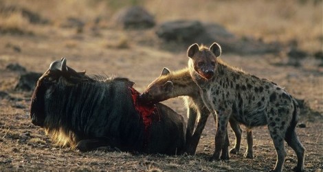 hyena eating wildebeest back1