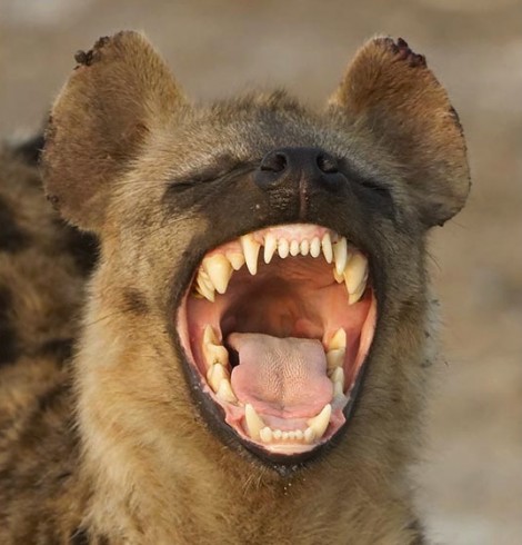 hyena laughing1