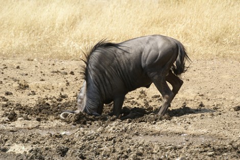 wildebeest head in mud