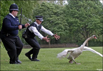 hot-fuzz