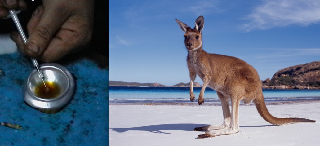 Pretentious Junkies Down Under: An Introduction to Contemporary Australian Drug Lit