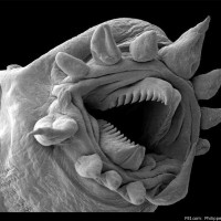 Intelligent Design Award #591: Meet The Hydrothermal Worm, "The Apple Of Yahweh's Eye"