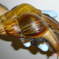 Florida Invaded By Giant House-Eating Snails Harboring Meningitis Bug...Can't We Just Sell Florida To Cuba And Wall The Fucking Place Off Forever?... 