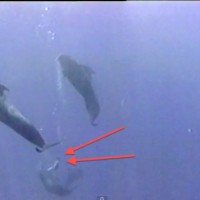Friendly Pilot Whale says: "Oh, you wanna play? Ok, let's play!" Then proceeds to drag a whale-petter 40 feet underwater...Now that's fun! 