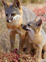 Catalina Island Fox Returning From Extinction, Suggesting Humans Don't Deserve To Be Exterminated Just Yet [HT: Joe]