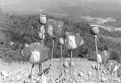 The Opium Poppy