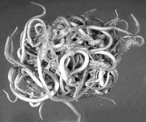 Today We’ll Introduce You To The Intestinal Roundworm