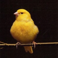 Dear eXiled: Why do birds sing?